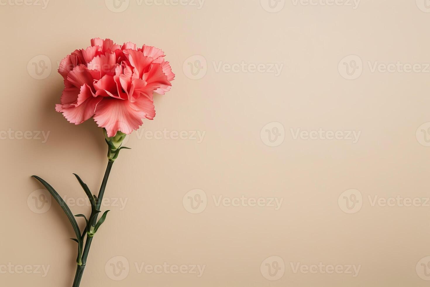 Vibrant pink carnation flower against a neutral background photo
