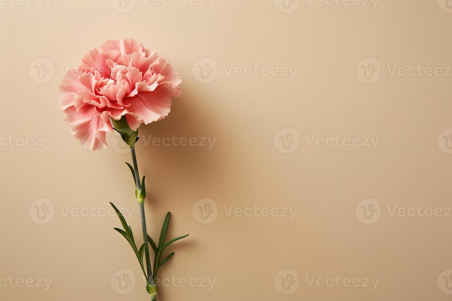 Soft pink carnation flower on beige background photo