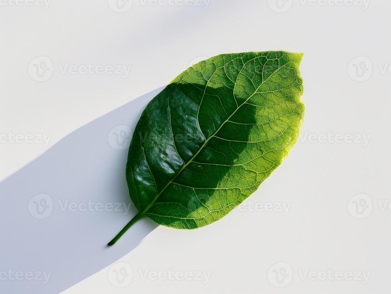 Close up of a vibrant green leaf photo