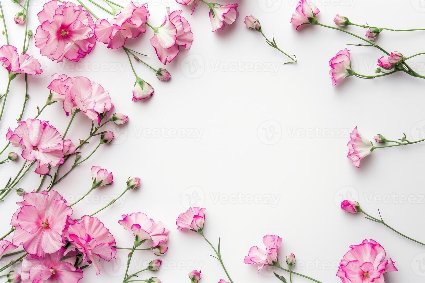 beautiful pink carnation flowers on white background photo