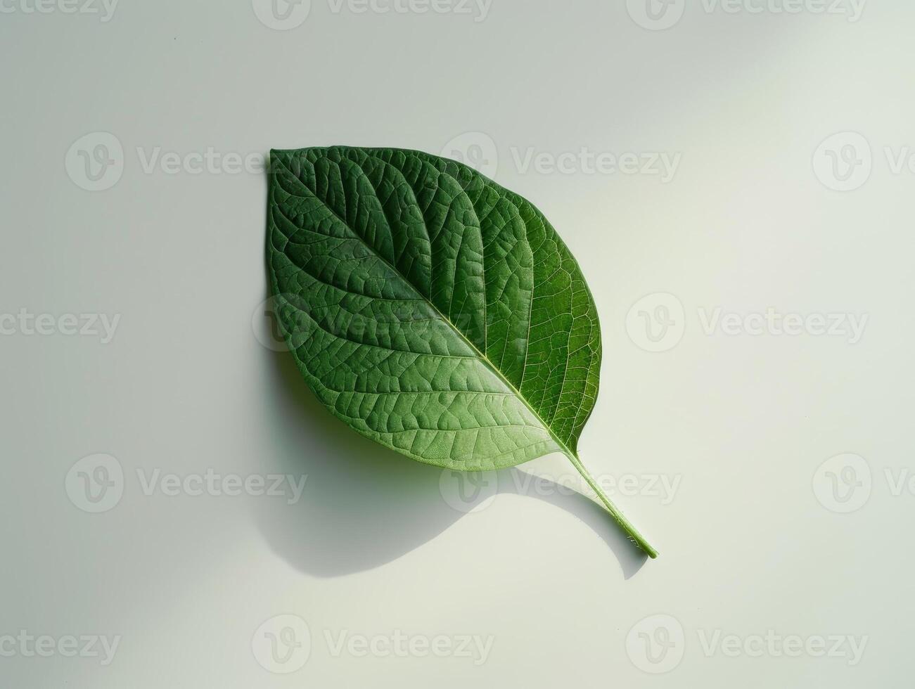 close up of a green leaf on a plain background photo