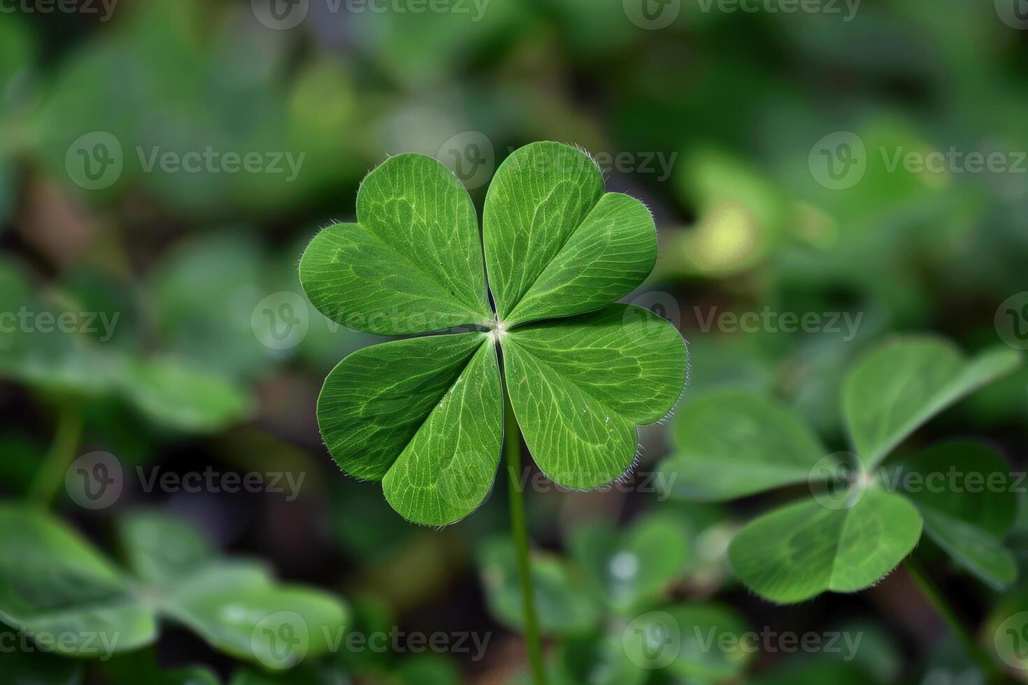 Close up of a vibrant green four leaf clover photo