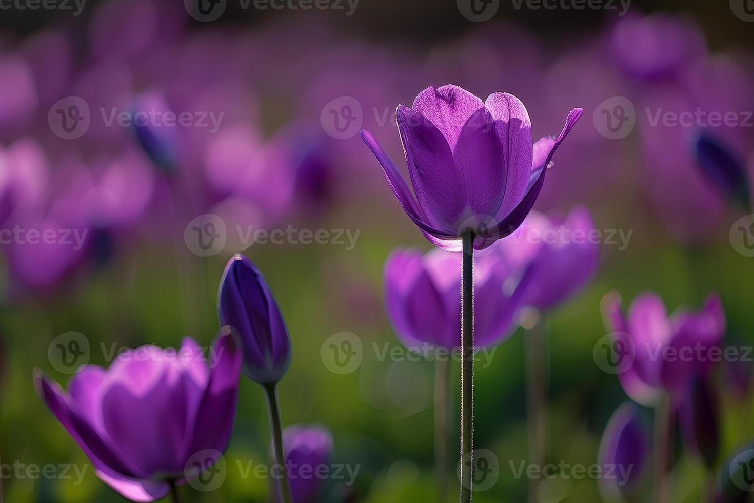 Vibrant purple tulips in a field photo