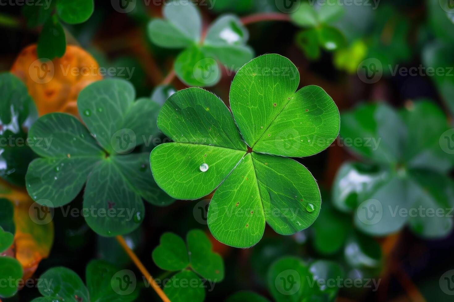 Close up of a green four leaf clover with water droplets photo