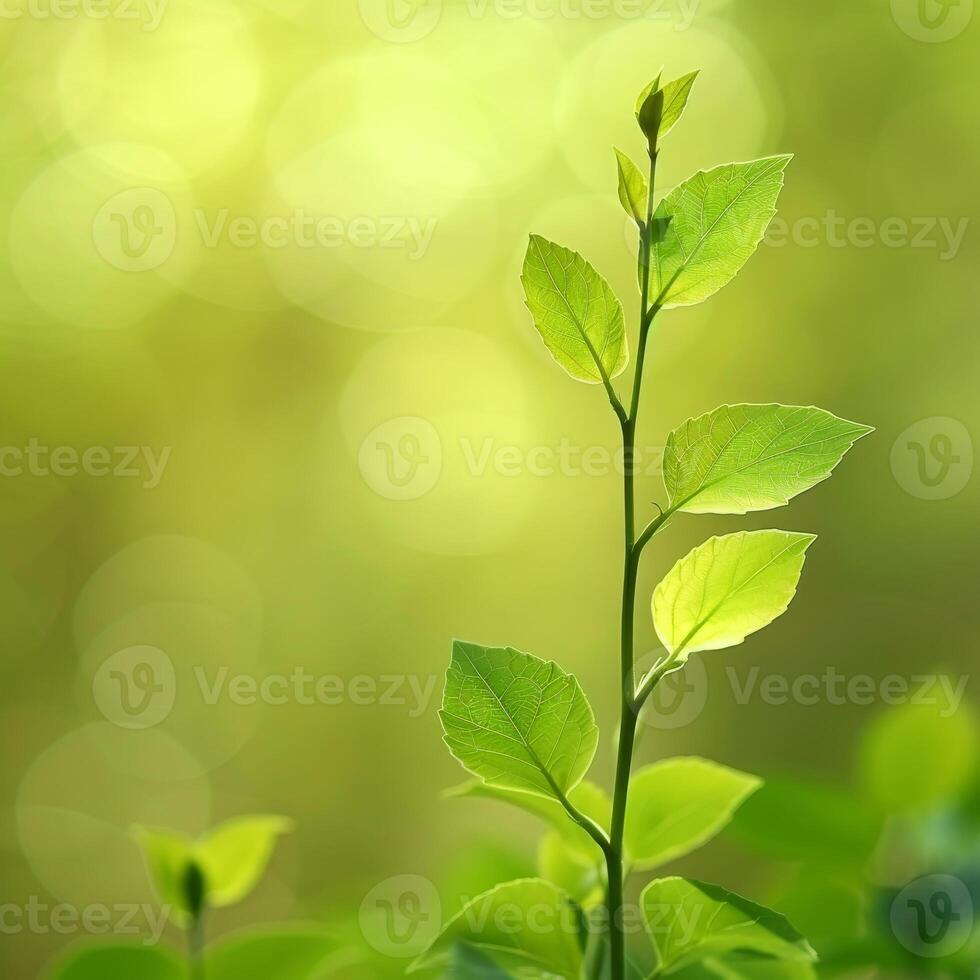Vibrant green leaves on a plant stem photo