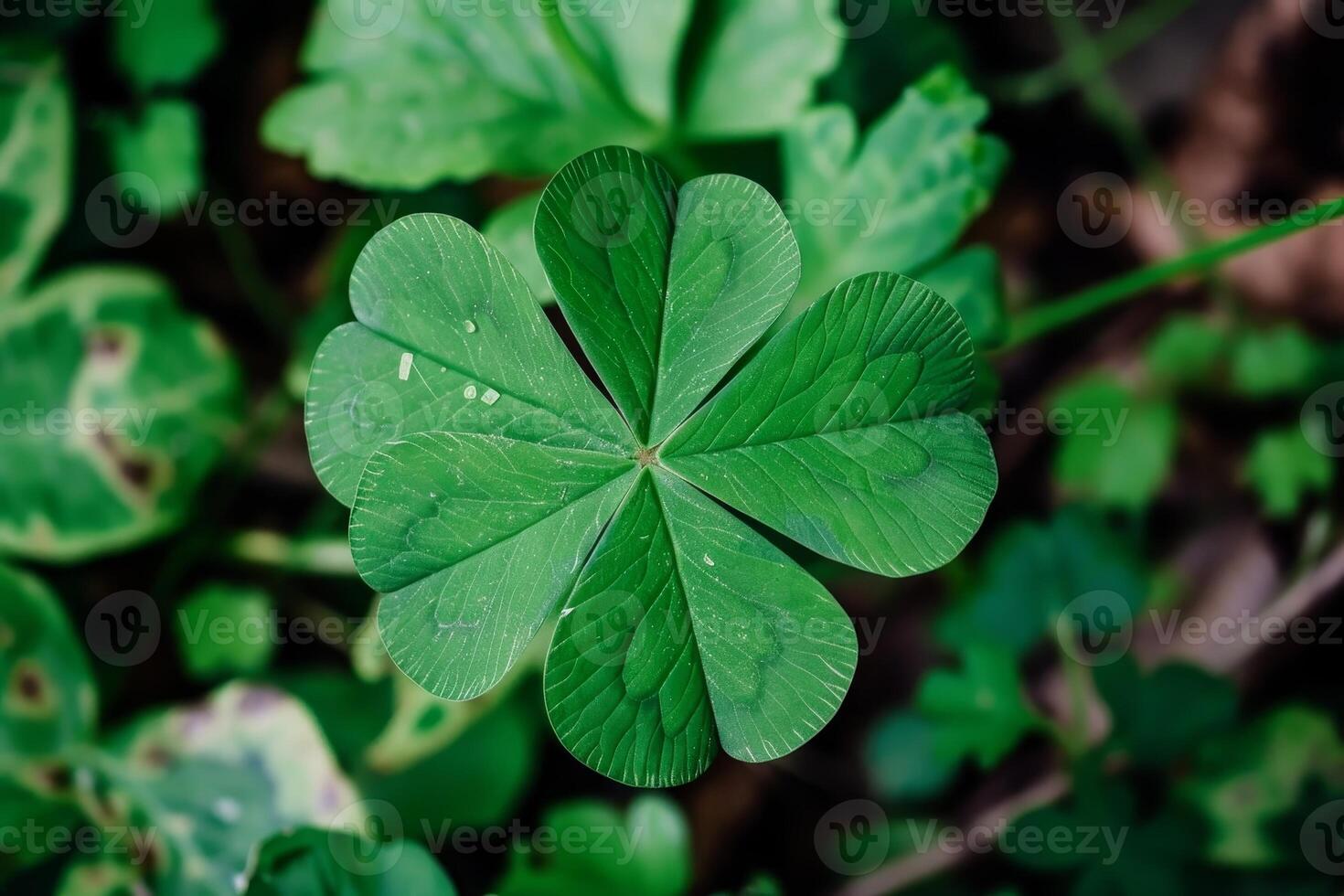 Close up of a green four leaf clover photo