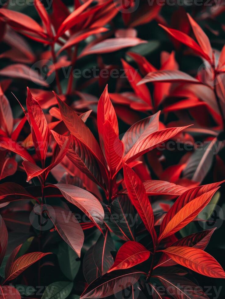 Vibrant red tropical leaves photo