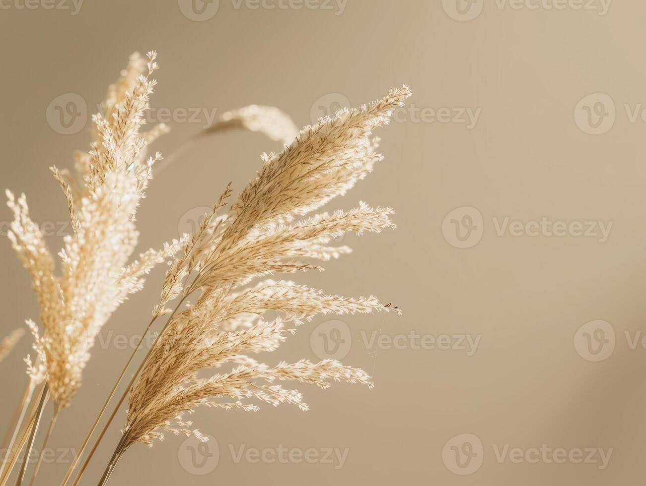 Soft focus image of delicate wheat or grass stalks photo