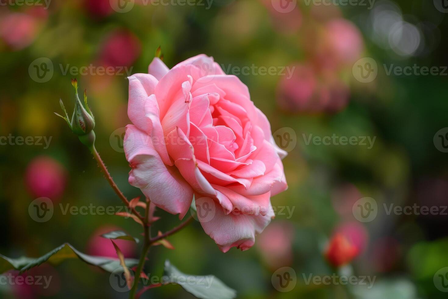beautiful pink rose in bloom photo