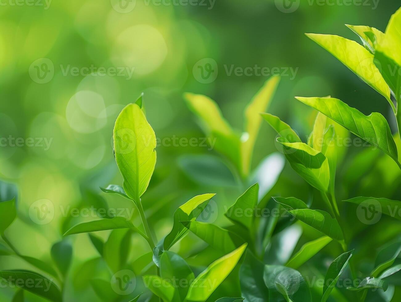 vibrant green leaves in nature photo