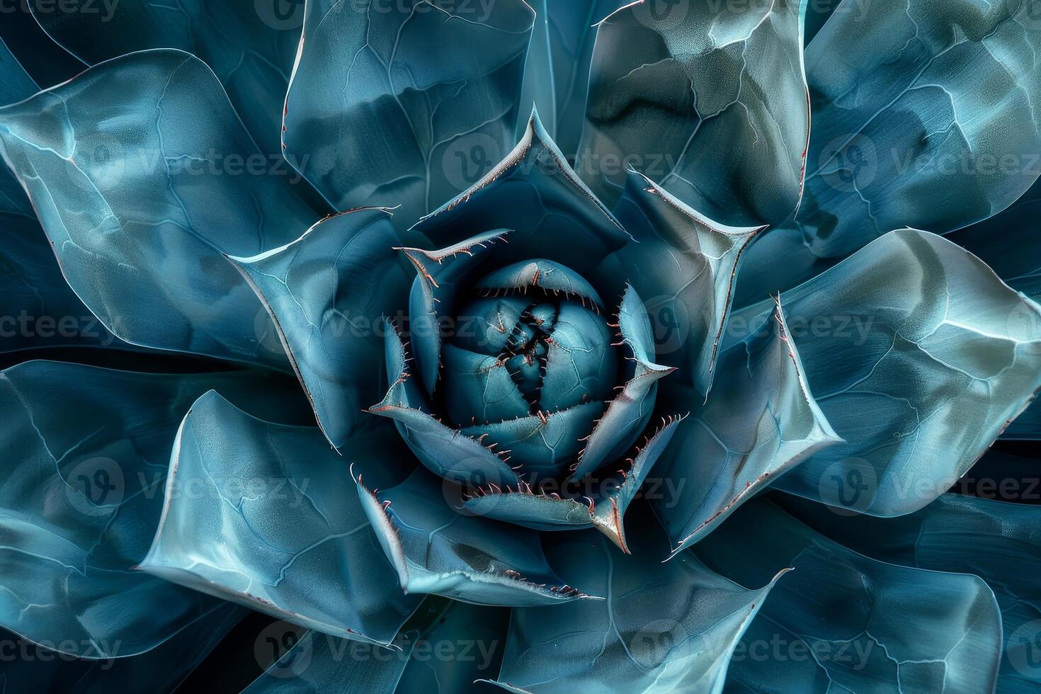 Intricate blue succulent flower close up photo