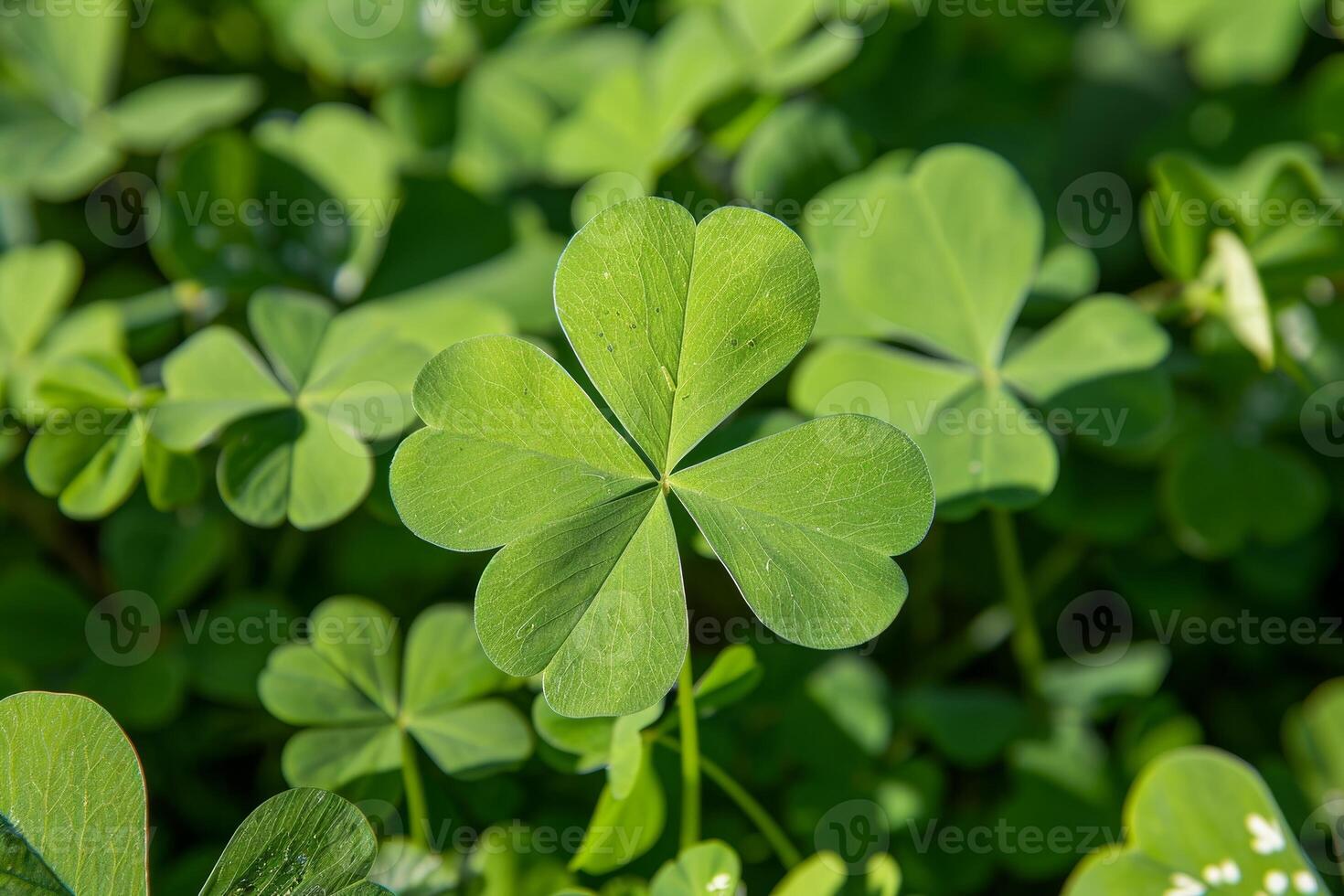 Close up of green shamrock leaves photo