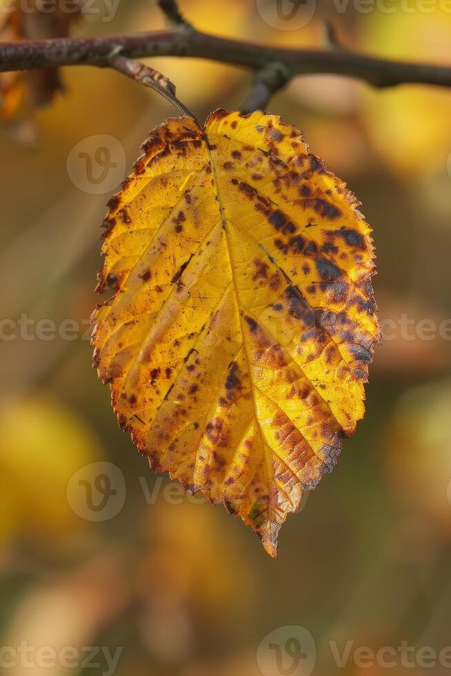 Vibrant autumn leaf with intricate patterns photo