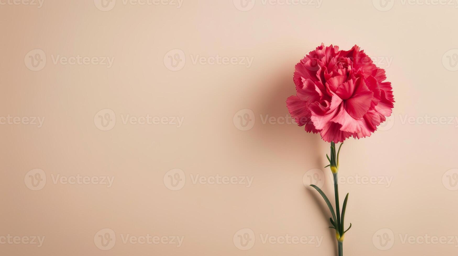 beautiful red carnation flower on plain background photo