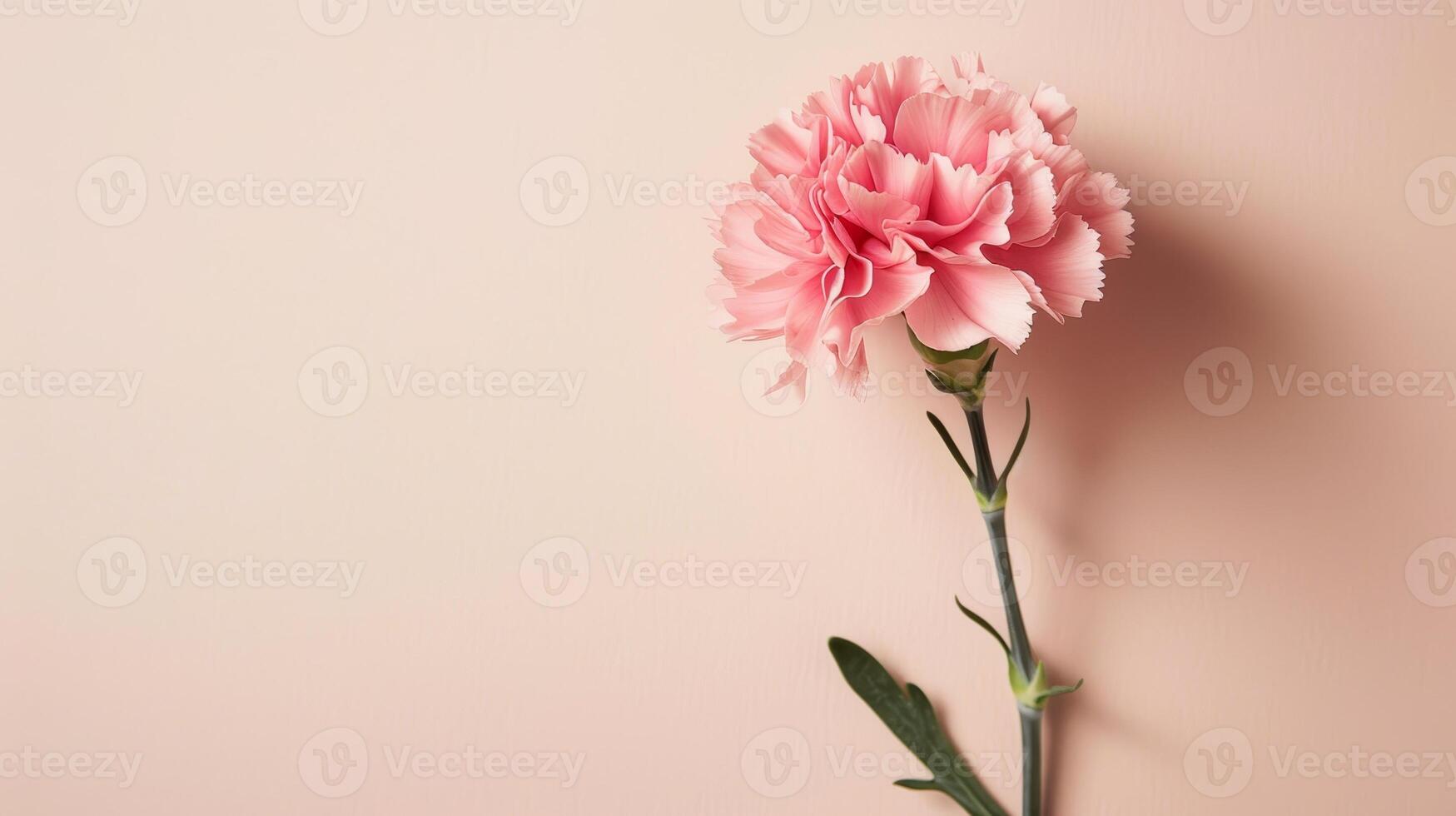 beautiful pink carnation flower on plain background photo