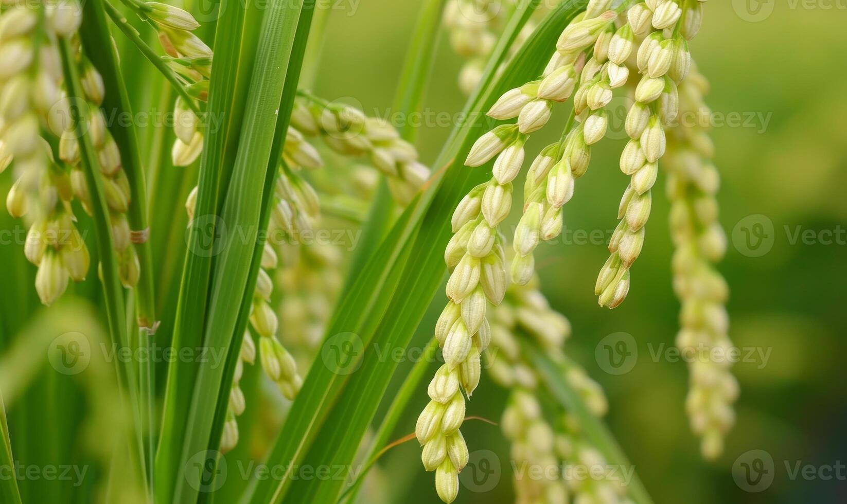 Close up of ripening rice grains photo