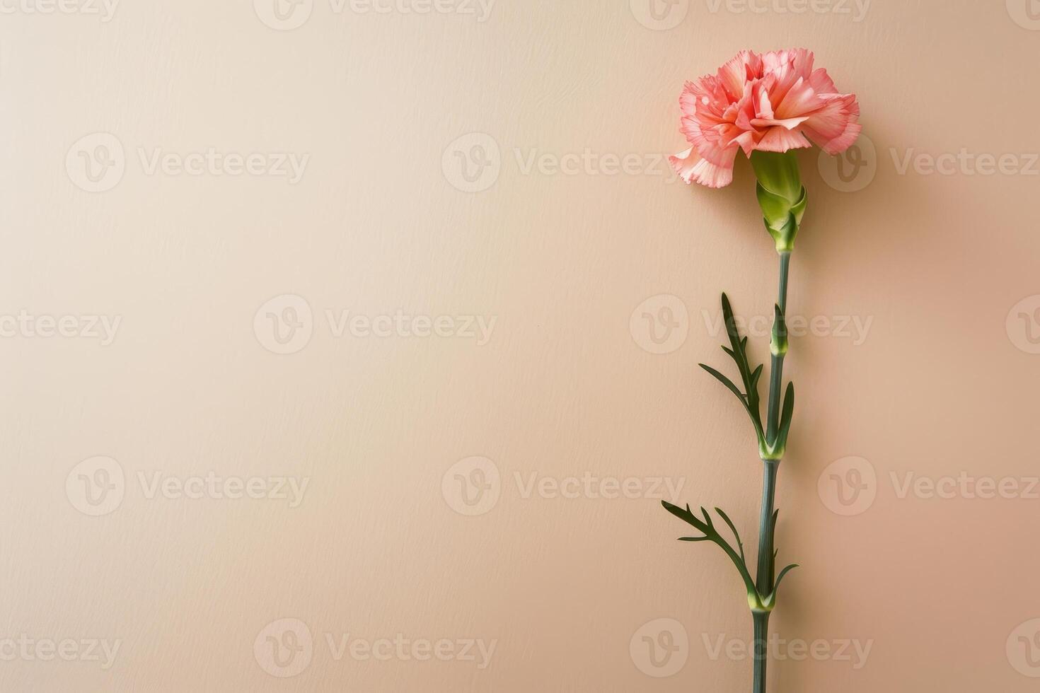 pink carnation flower on beige background photo