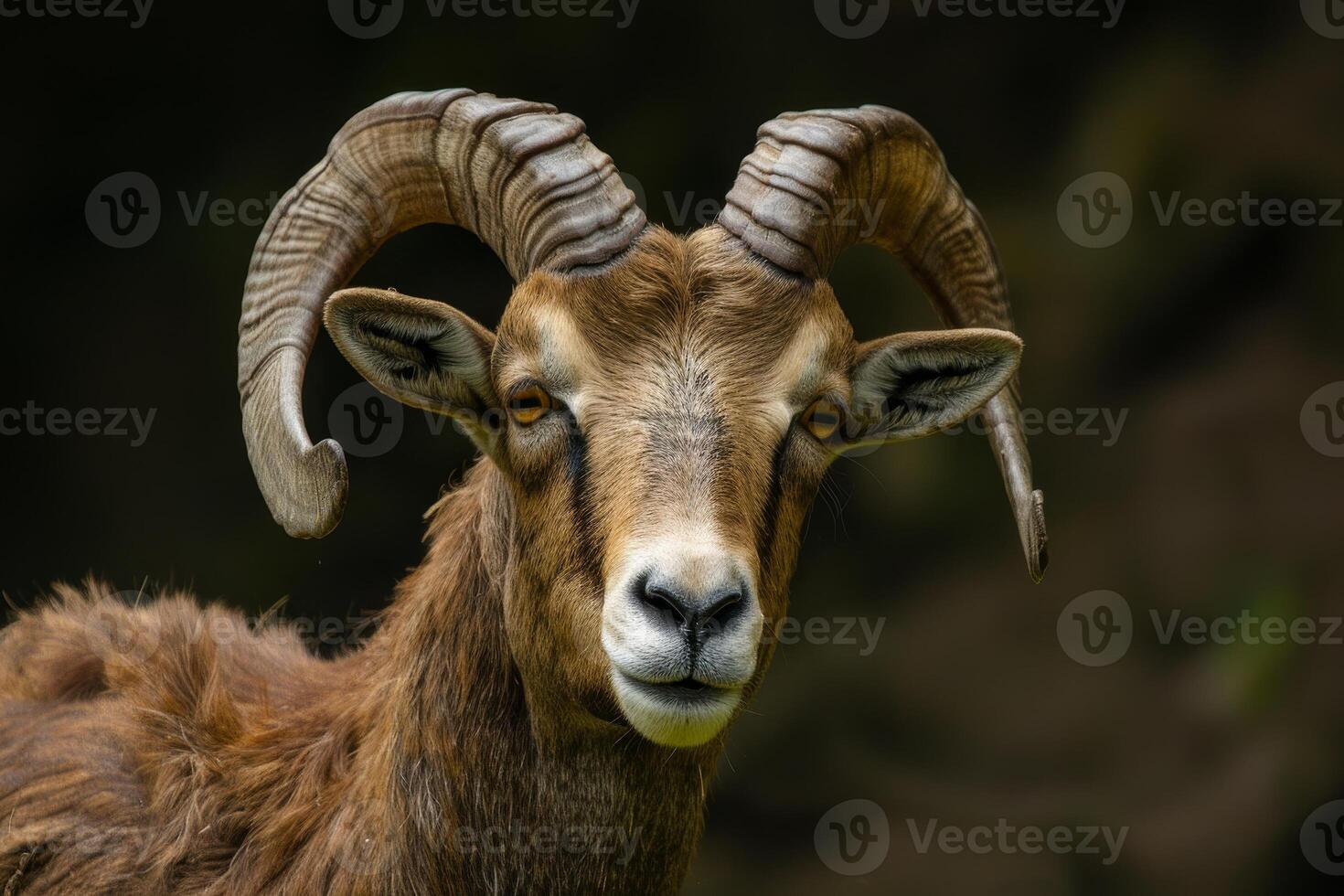 Close up portrait of a majestic mountain goat photo