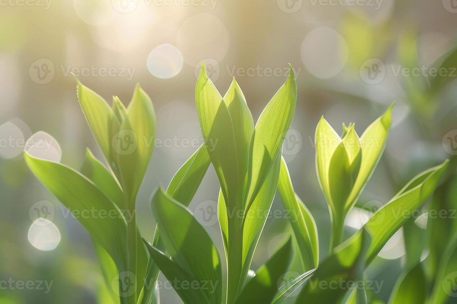 Vibrant green leaves in nature photo