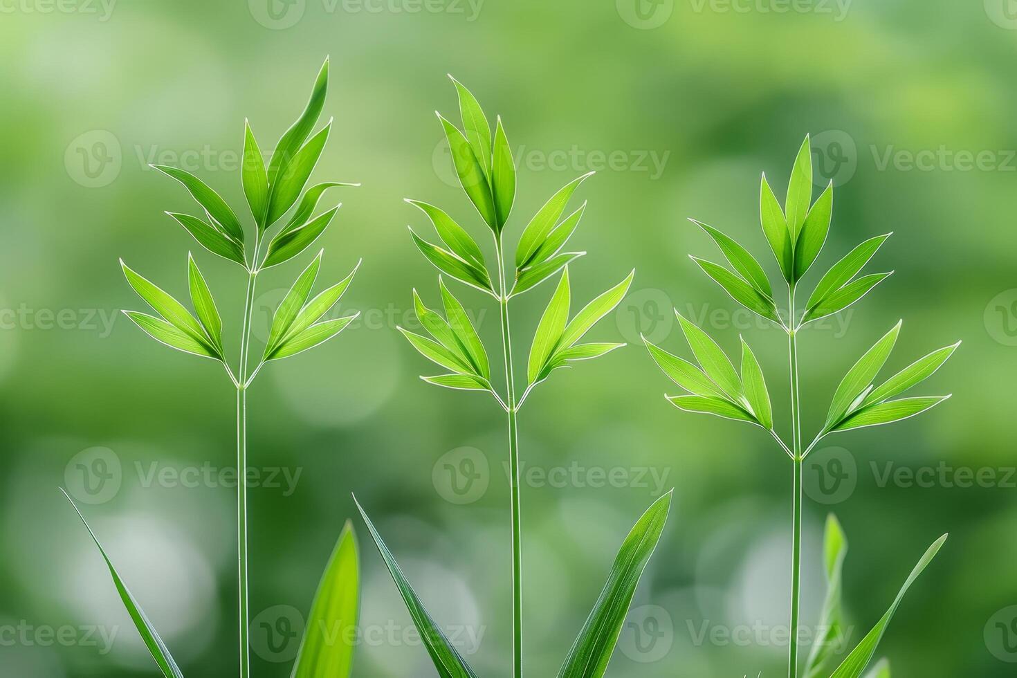 Lush green leaves in nature photo