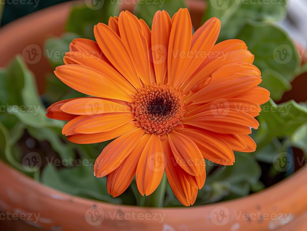 vibrant orange gerbera daisy flower in bloom photo