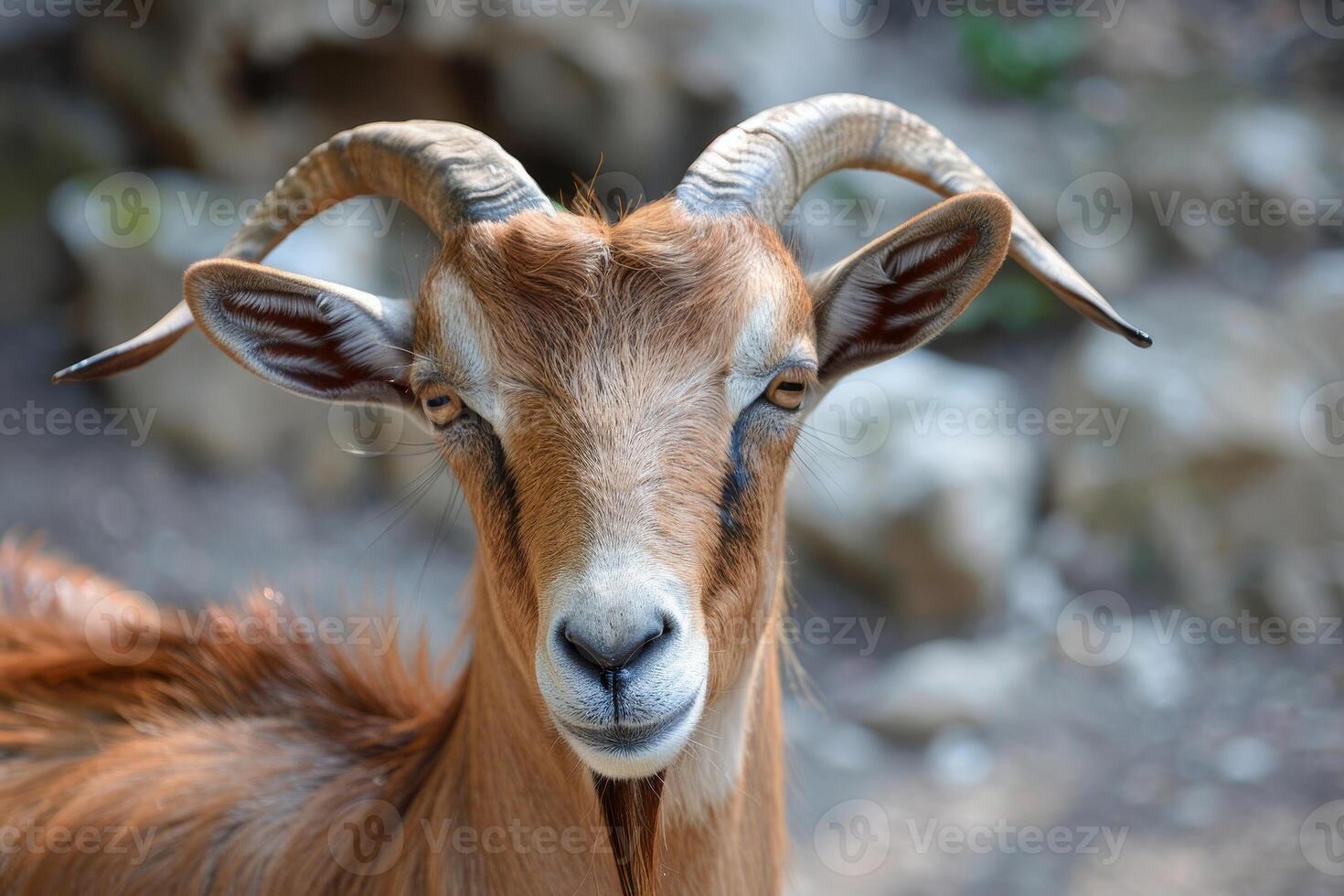 close up of a curious goat with horns photo