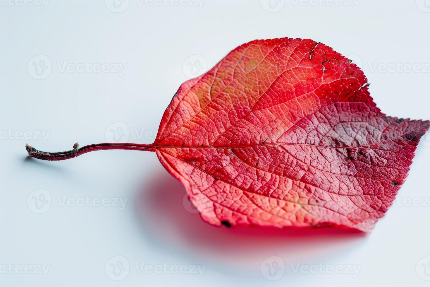 Vibrant red leaf close up photo