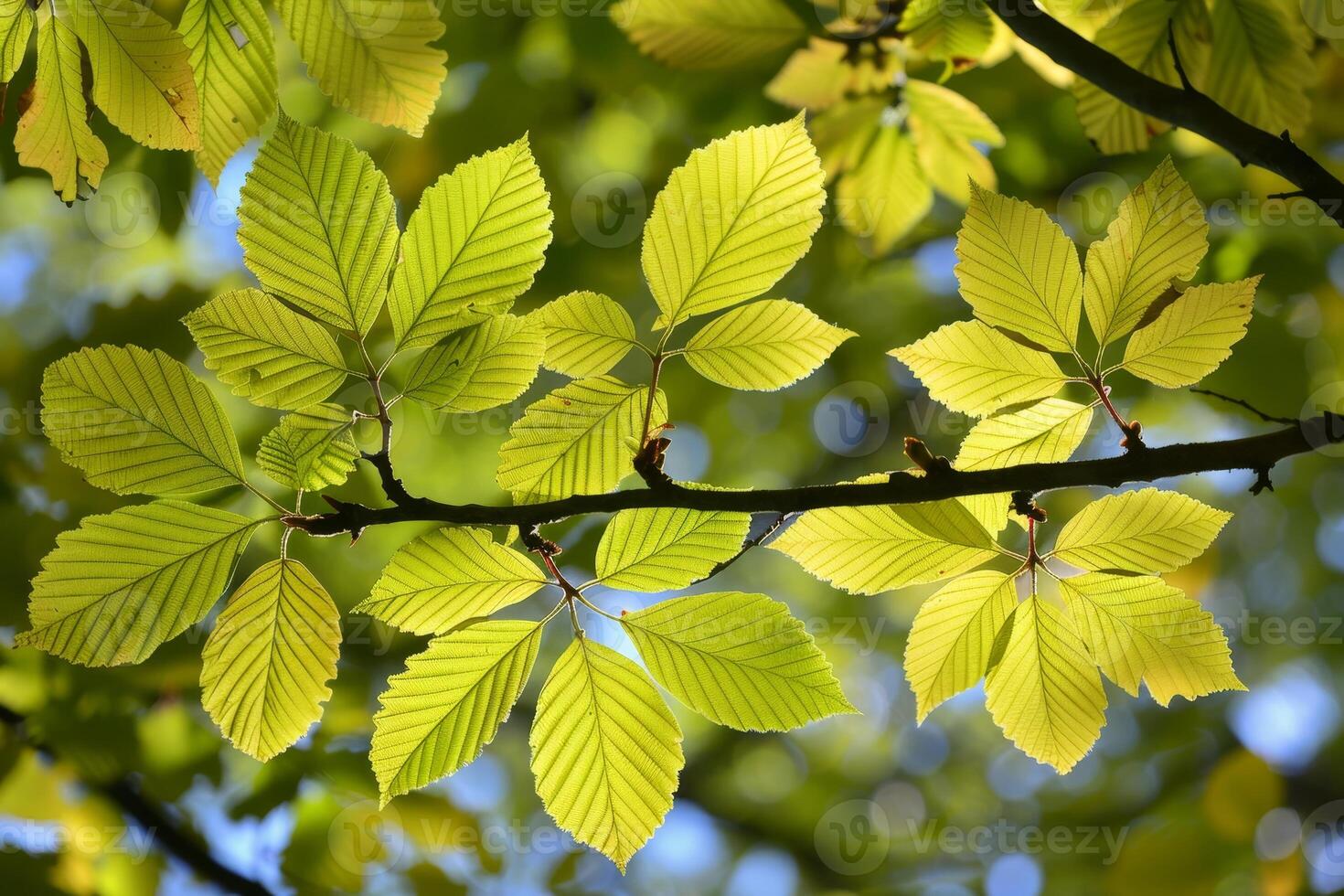 Vibrant green leaves on a branch photo