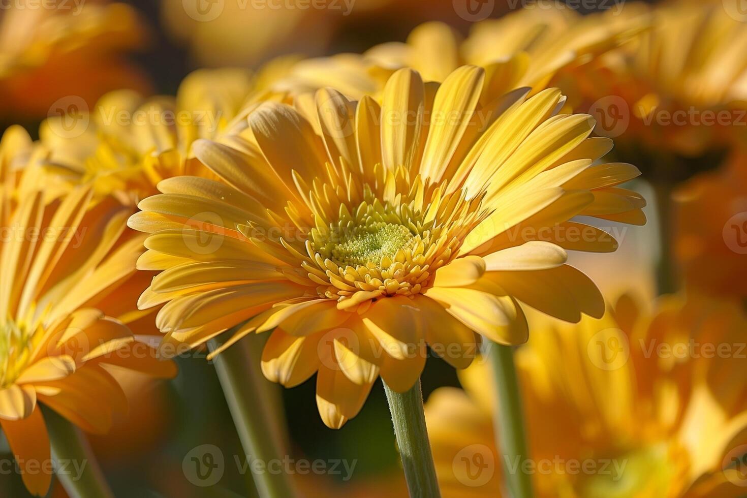 Vibrant yellow daisy flowers in bloom photo