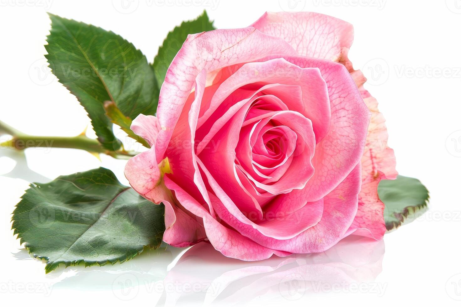 beautiful pink rose with green leaves photo