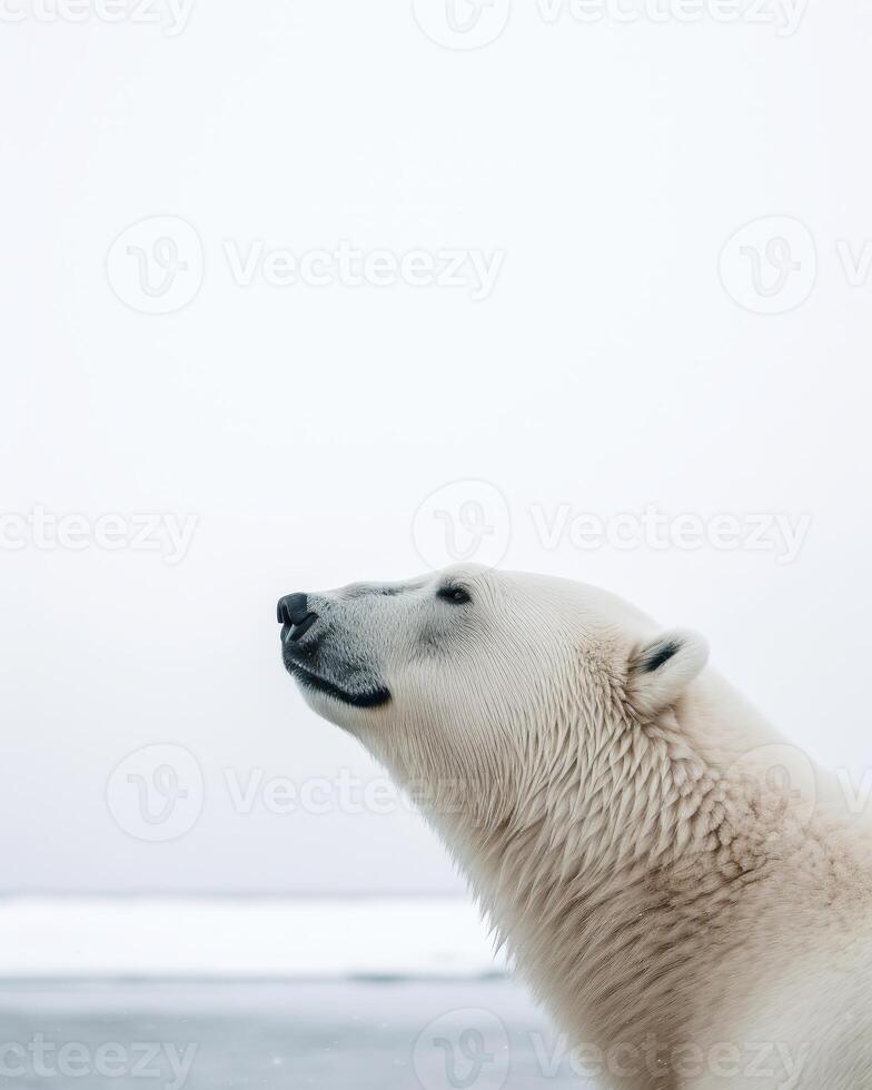 Majestic Polar Bear in the Arctic photo