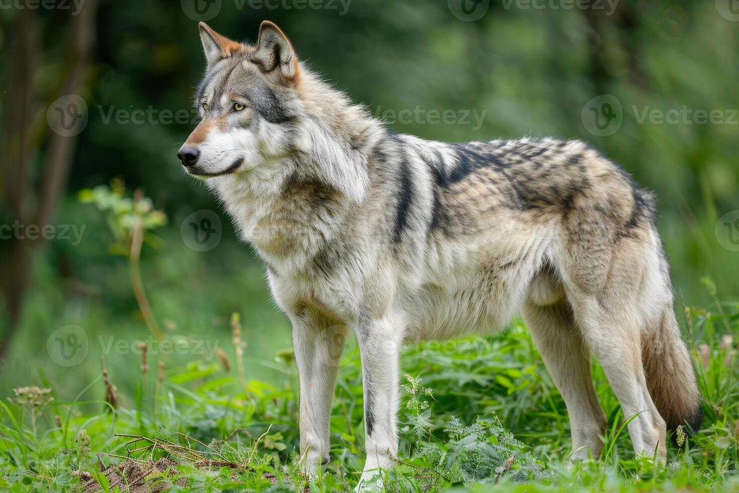 Majestic Gray Wolf in the Wild photo
