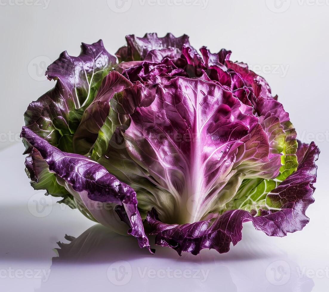 Vibrant Purple Lettuce Head photo