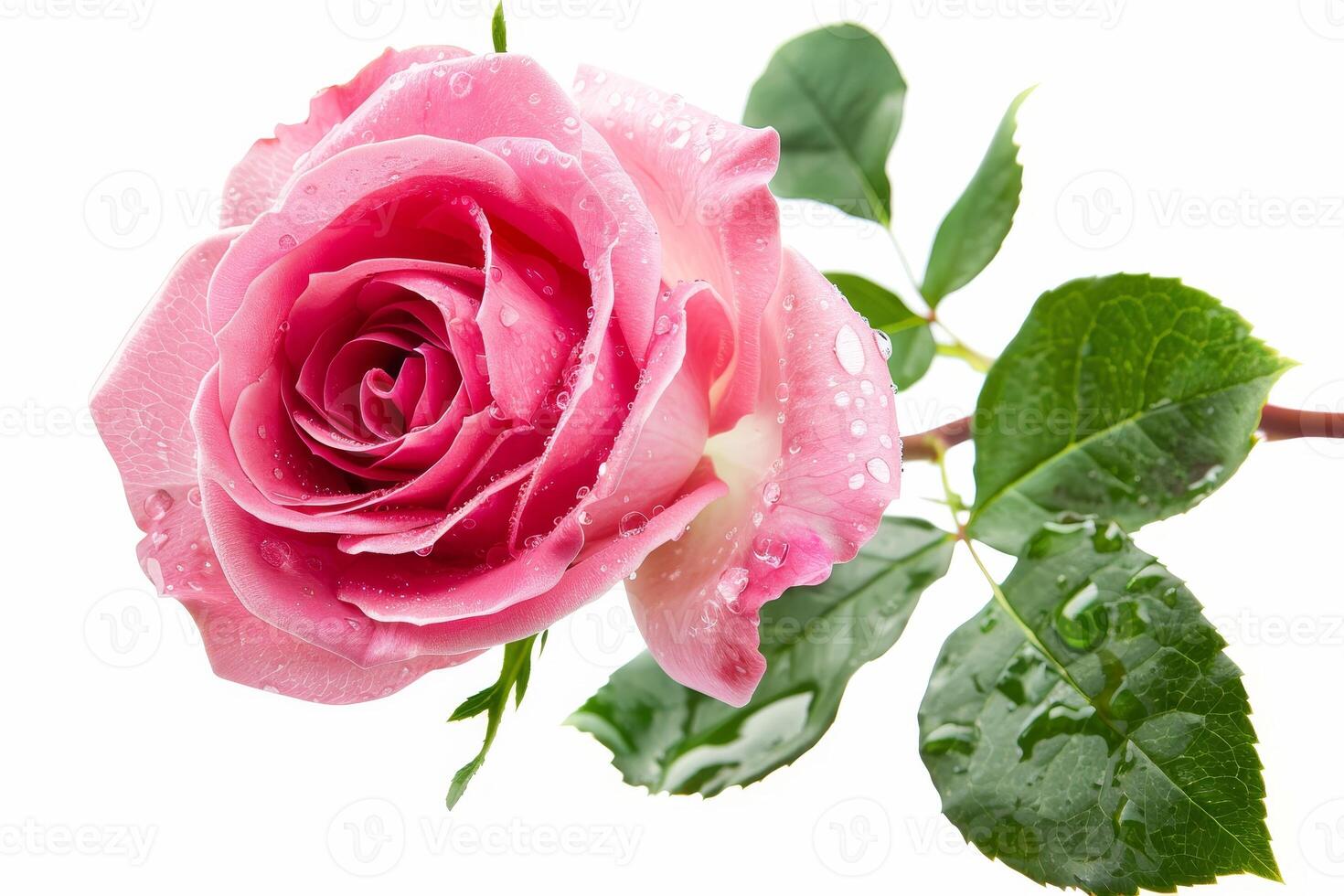 Vibrant pink rose with water droplets photo