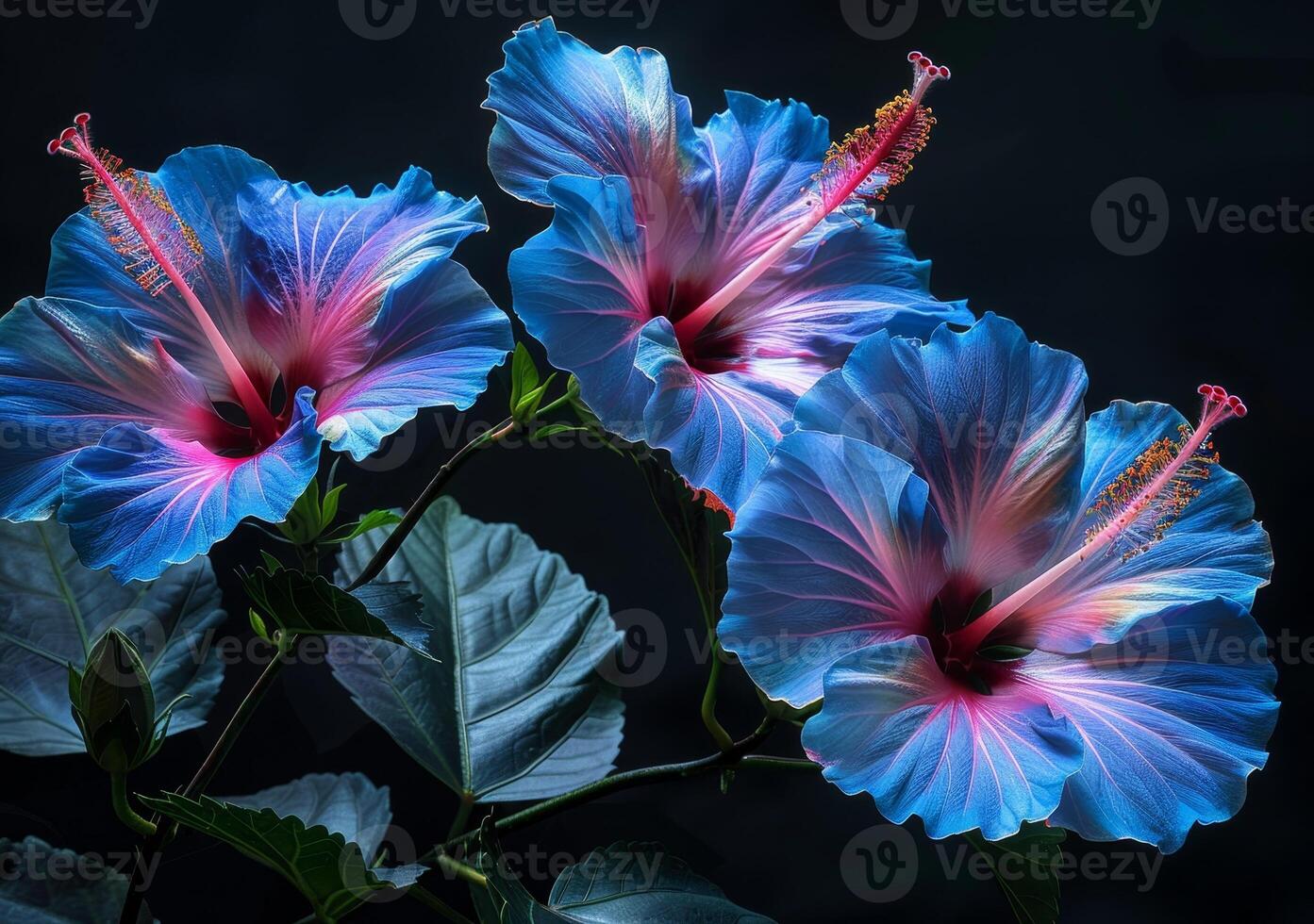 Vibrant Tropical Hibiscus Flowers photo