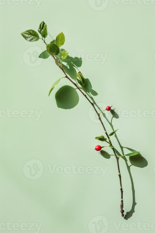 Fresh green leaves and red berries on a branch photo