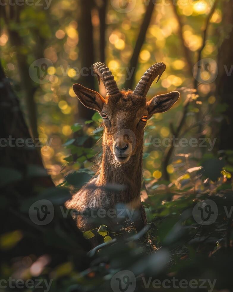 Majestic Woodland Creature photo