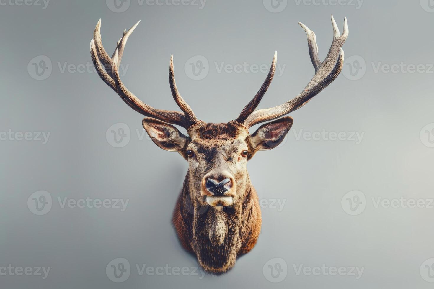 Majestic deer head with large antlers photo