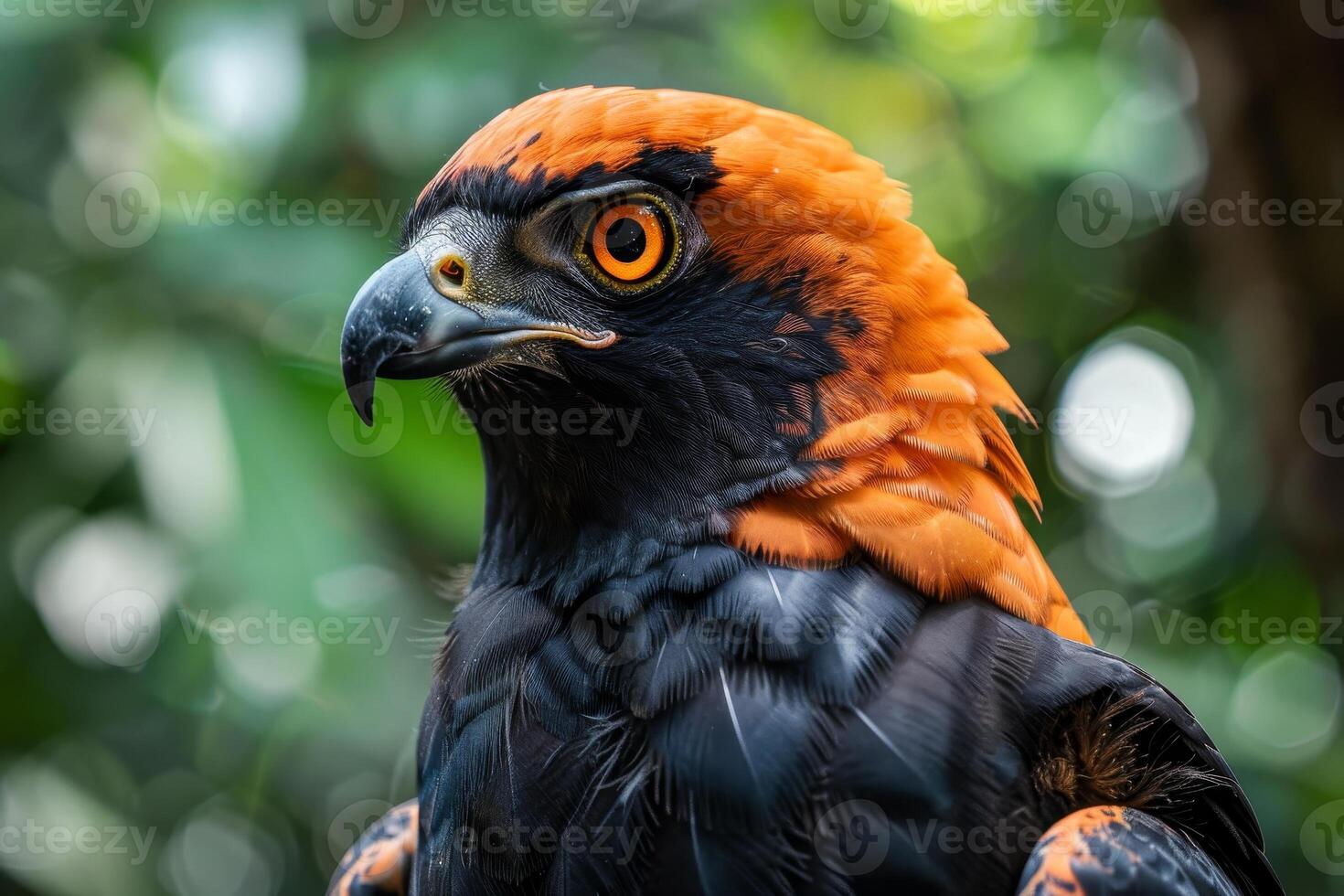Vibrant Tropical Bird Portrait photo