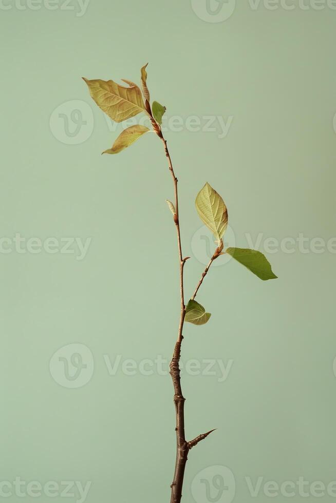 Single green plant sprout against a soft background photo