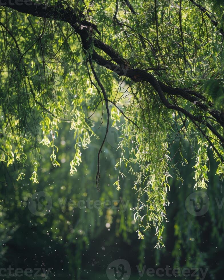Sunlight filtering through willow branches with floating pollen photo