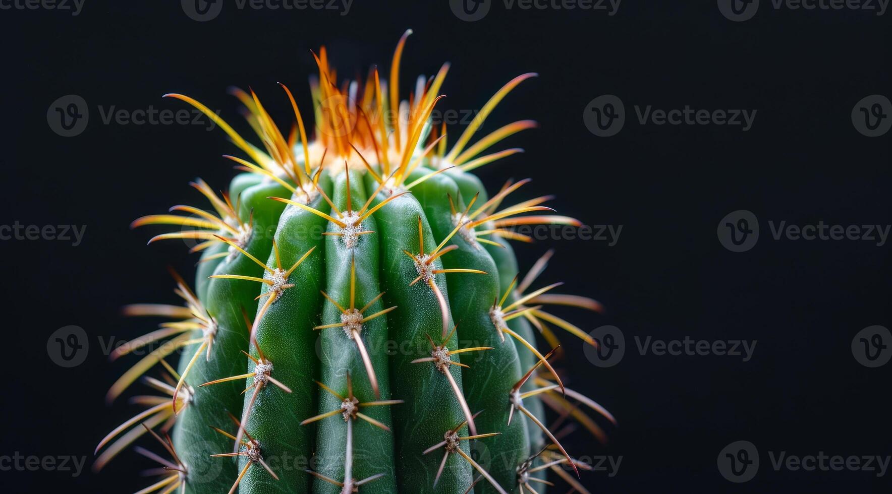Vibrant Cactus with Sharp Spines on a Dark Background photo