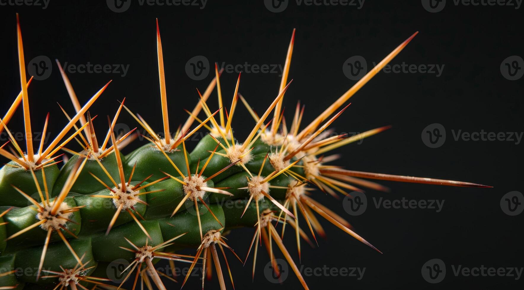 Close up of a cactus with sharp spines against a dark background photo
