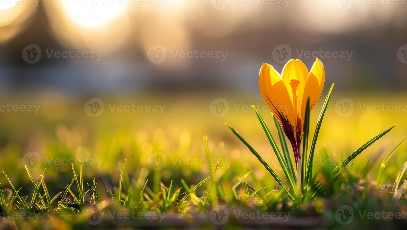 Golden Hour Crocus Flower Emerging in Spring Meadow photo