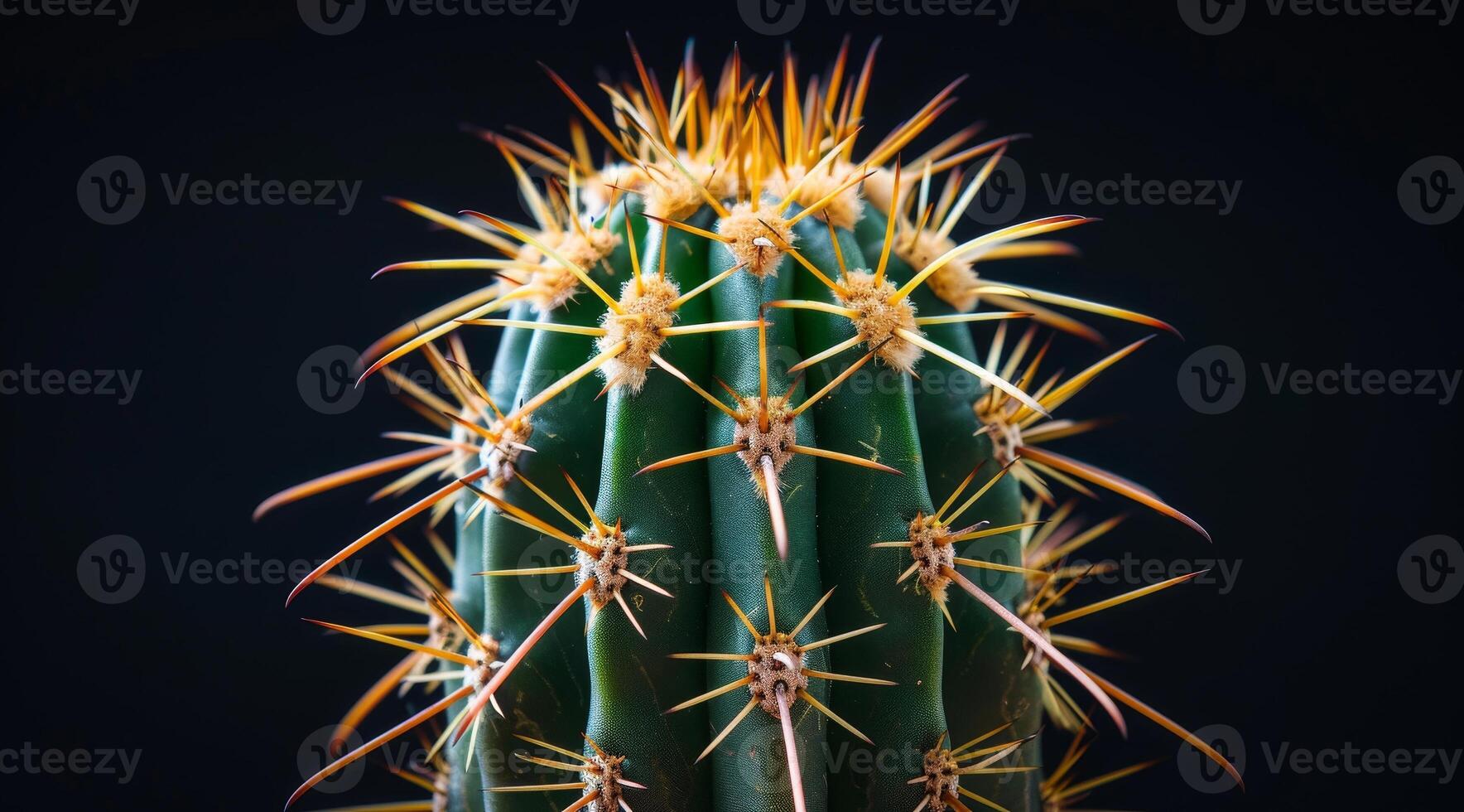 Close up of a cactus with sharp spines against a dark background photo