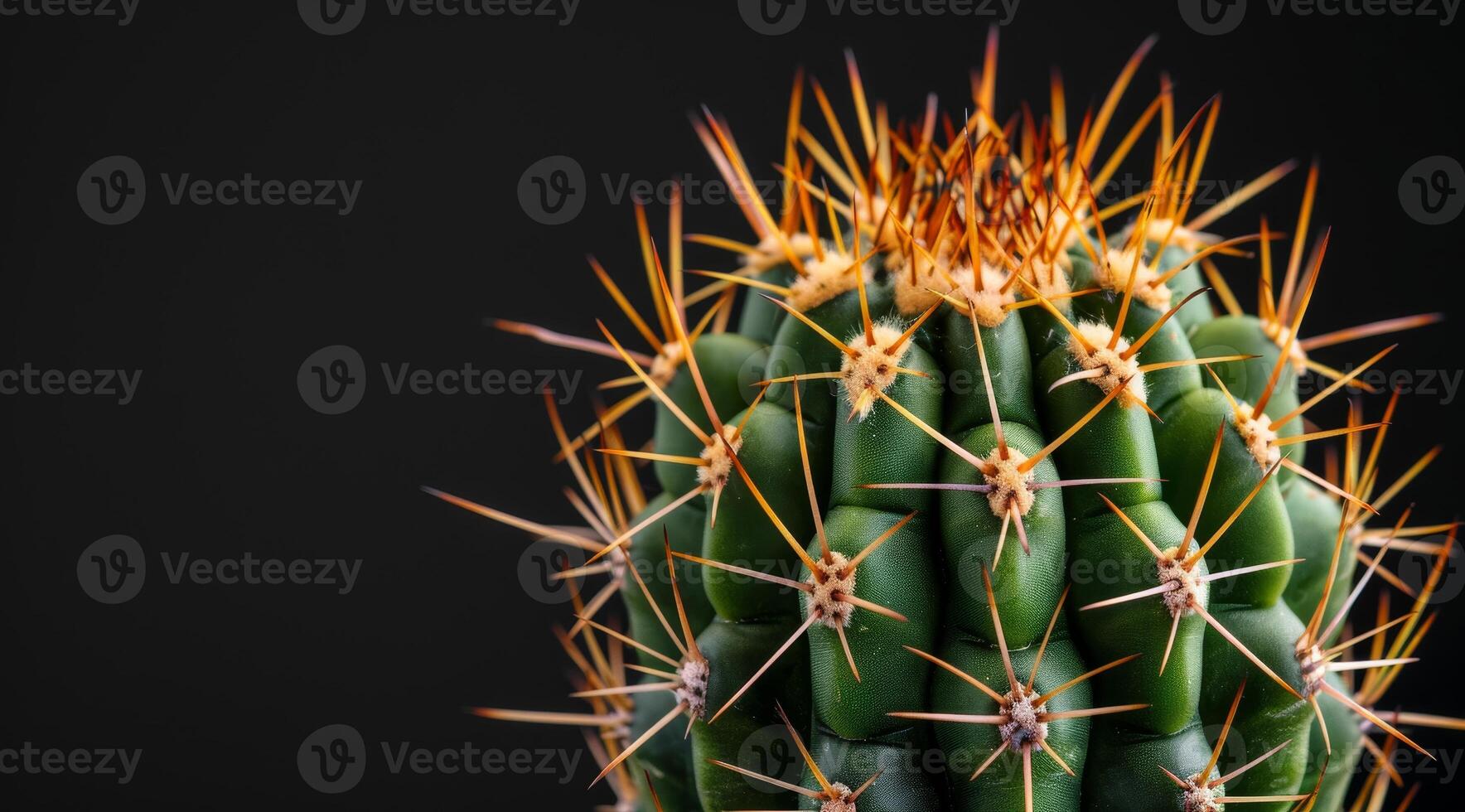Close up of a vibrant green cactus with sharp spines against a dark background photo
