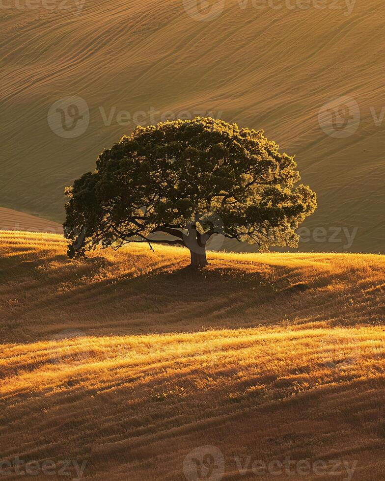 Solitary Tree on a Golden Hillside at Sunset photo