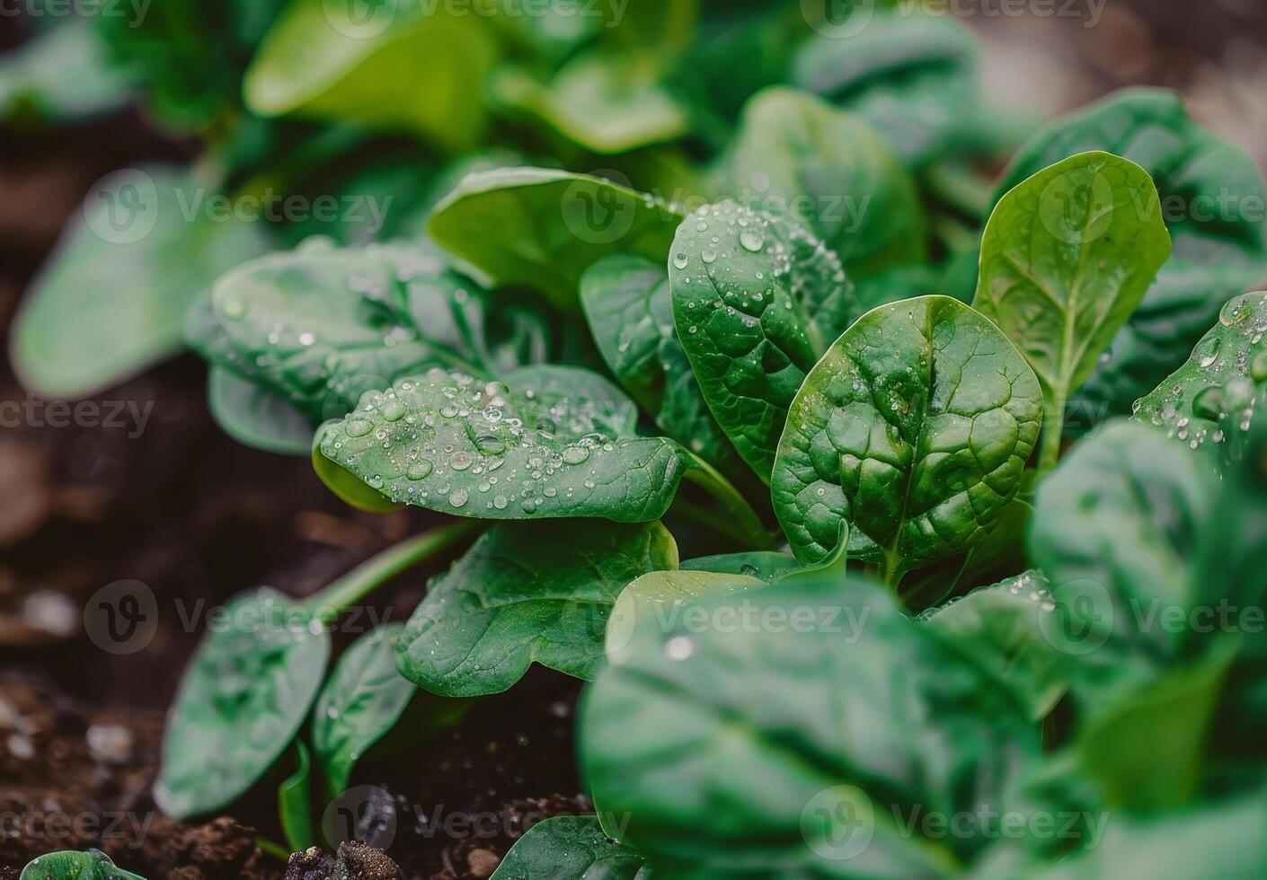 Fresh spinach leaves with dew drops in garden soil photo