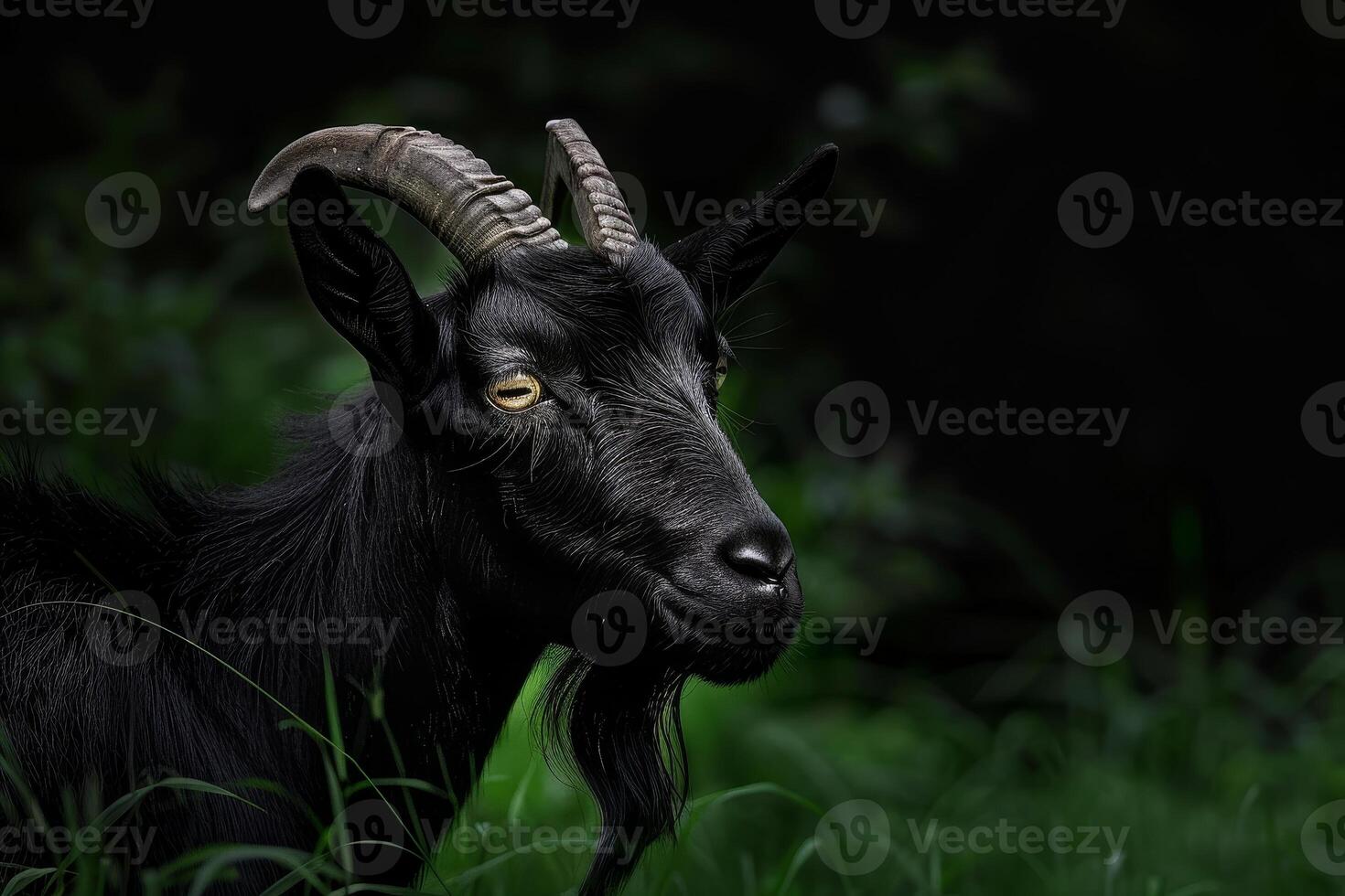 Close up of a Black Goat in a Dark Green Field photo