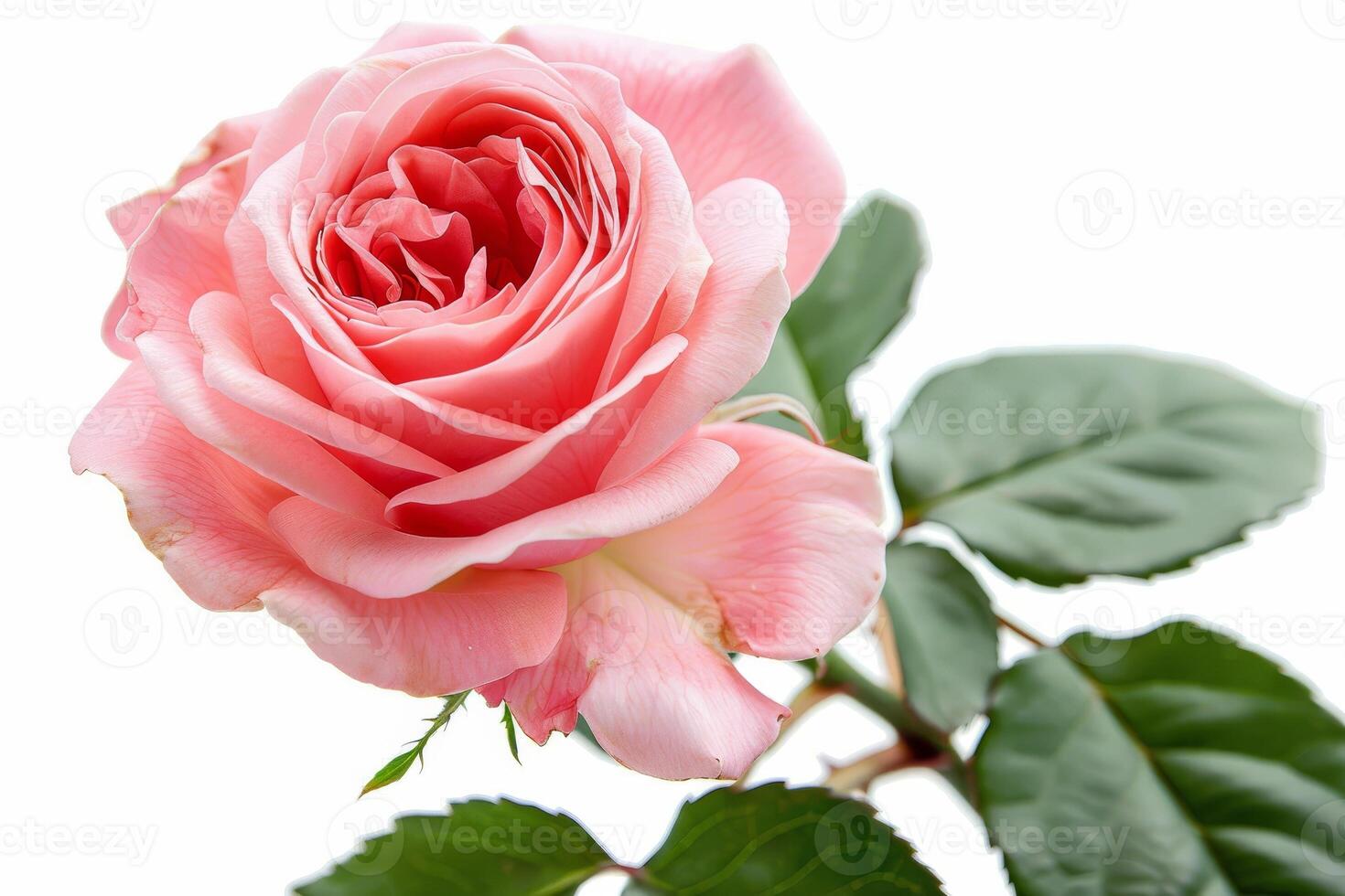 Elegant Pink Rose Isolated on White Background photo